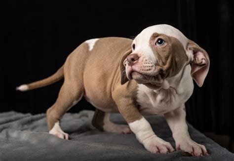 12 week old pit puppy|when does a pitbull reach full size.